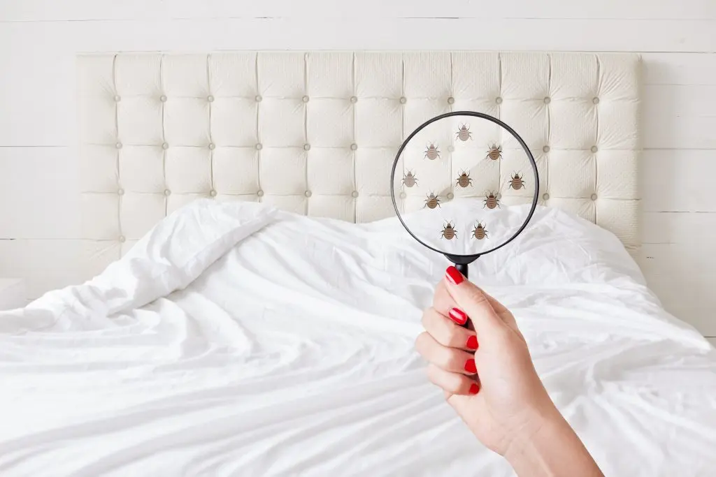 Hand holding a magnifying glass showing bedbugs over a white bed with a tufted headboard, highlighting the need for urgent care.